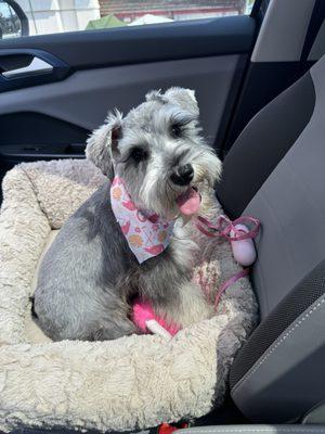 Luna the Mini Schnauzer