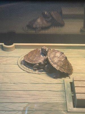 Mississippi Mud Turtles