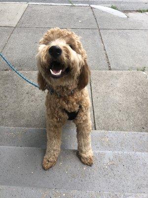 Happy puppy with perfect little paws! Thanks Robin!