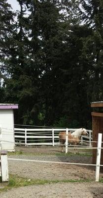 woods behind the stables