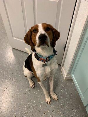 Woody waiting for breakfast at A Tail Away.