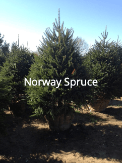 Norway Spruce