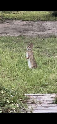 Rabbit spotted in Peveto Woods Sanctuary