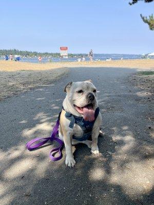 Bella waiting for the paddle board ride.