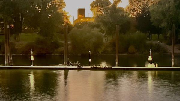 We have a great view of the sea lions, basking in the beautiful day.