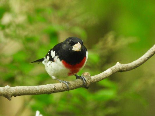 Rose-breasted Grosbeak