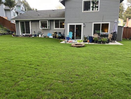 Lawn renovation and services