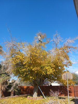 Sequoia Tree Service