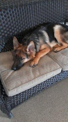 Sharby taking a snooze while training at K9.