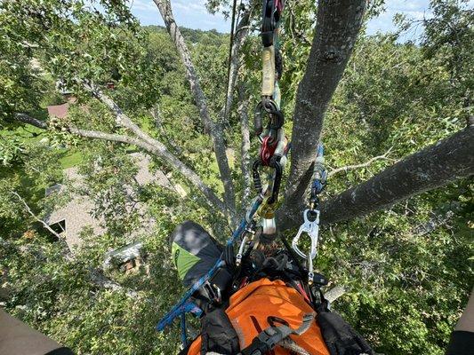 Here is an aerial view in a 80ft Pin Oak.