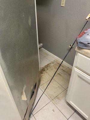 Floor underneath refrigerator; agent told me the "professional" cleaners do not pull appliances from walls to clean!