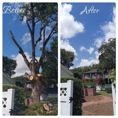 Amazonia Tree Services