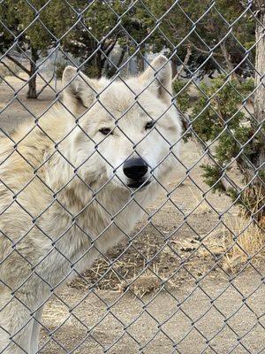 Wolf smiles.