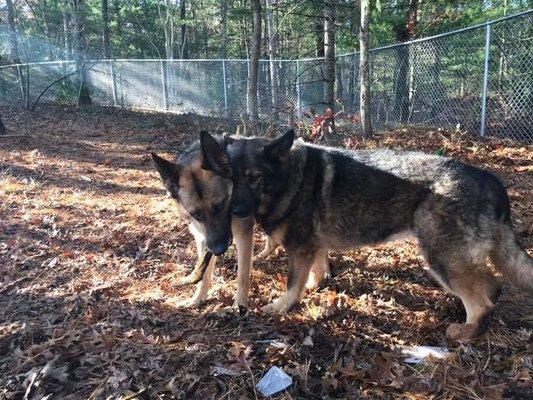 There is a fenced in wooded area for dogs to play & explore nature.