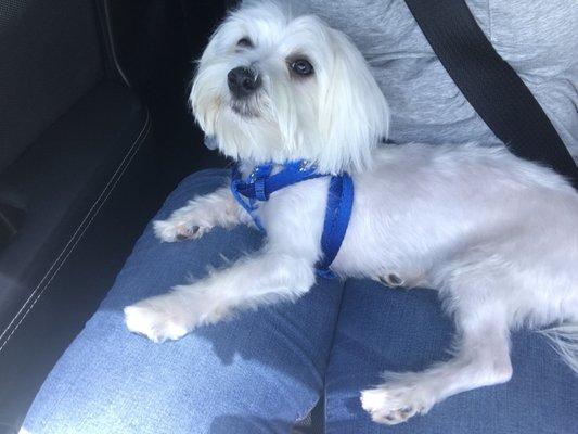 My maltese needed a summer cut so badly. They did an awesome job, I loved the bandana as a final touch!