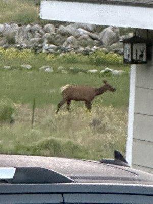 This is an ELK next to my car, it doesn't get any better then that