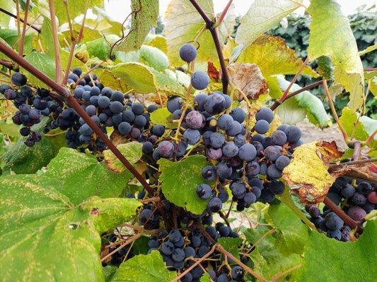 Grapevine at Lake Erie Grape Discovery Center