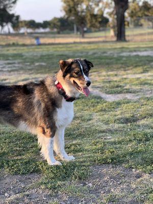 Arbor Dog Park