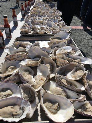 Oyster eating contest - eat as many as you can in 60 seconds