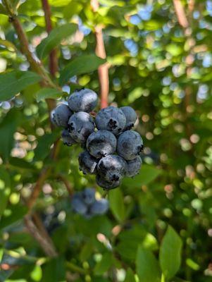 Blueberries.