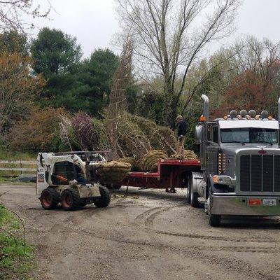 Geoff, Jeff and Jeff unloading the new trees!