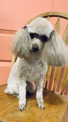 Toy Poodle Groom