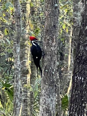 Pileated woodpecker