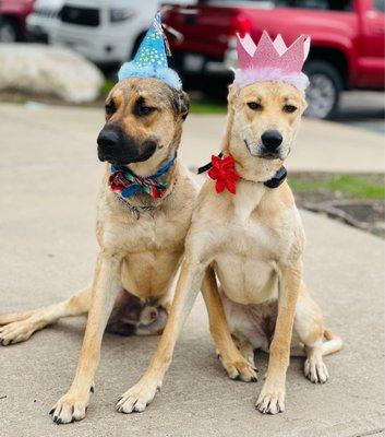 Happy Trails Kennels and Grooming