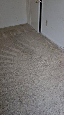 Cleaned carpet