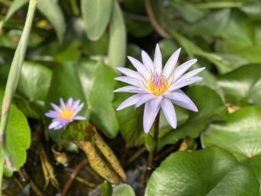 Botanical Gardens in Des Moines, Iowa