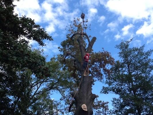 Tree remove with the crane in city hall  falls church, VA