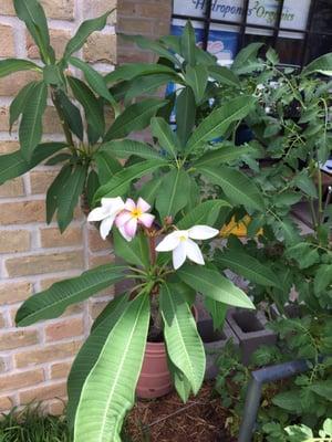 Hawaiian tropical plant called a Plumeria