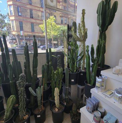 I love all of these cactus! So beautiful!