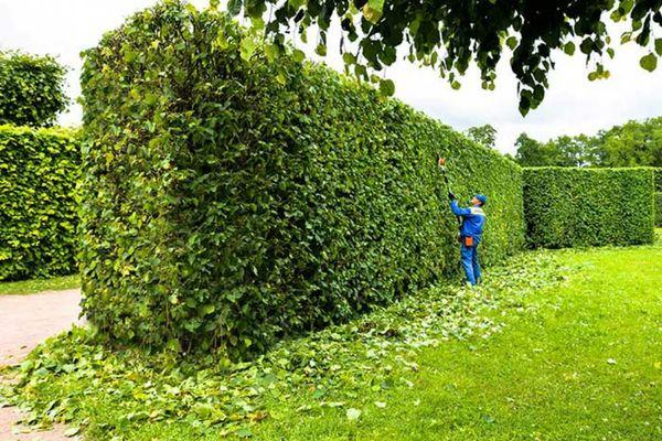 Shrub Trimming