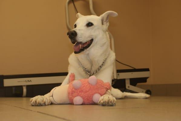 Doggie Daycare