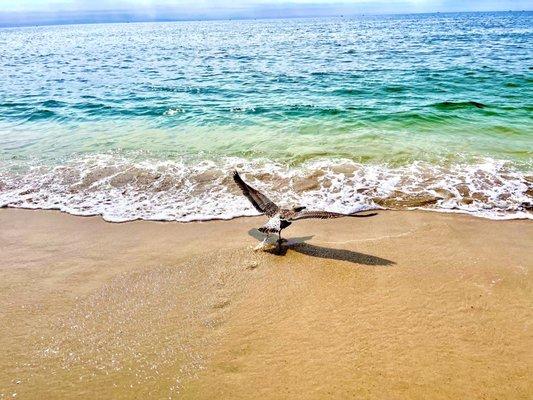 Seagulls, sand and water!