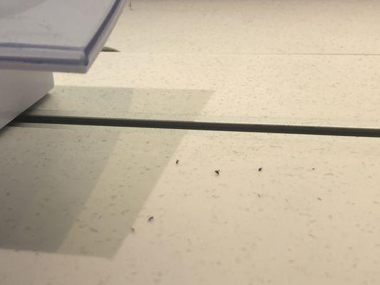 Dust and lint on the display counters ... at first I thought they were ants