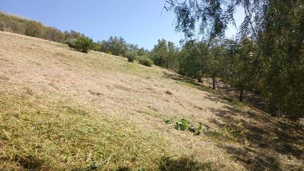 After photo of hill side brush clearing