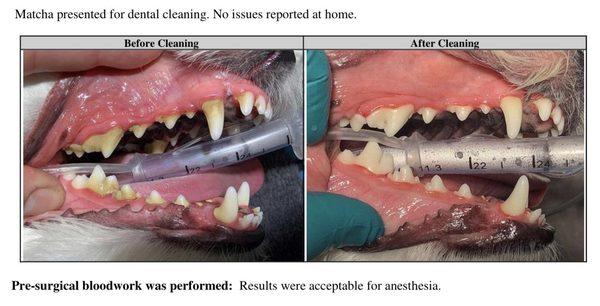 His first time getting a teeth cleaning Aug 29, 2022