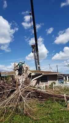 Hurricane Ian:
Removing Banyan Tree With Crane Assistance.