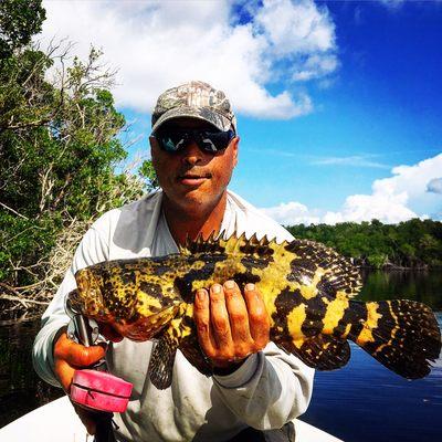 Nice goliath grouper