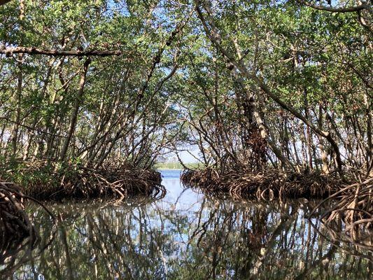 Mangrove tunnel