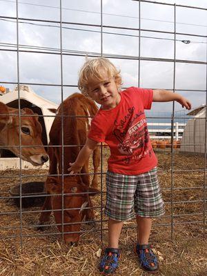 Awww! We love love love  the baby cows