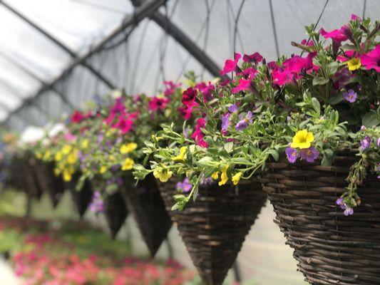 14" cone hanging baskets, mixed annuals