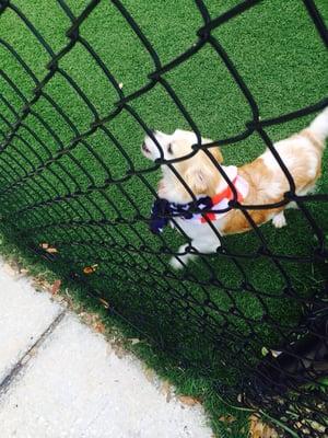 Neiman showing off his patriotic pride for Independence Day!