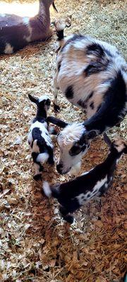 Baby goats twins