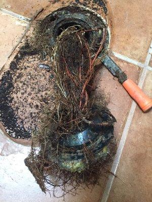 Extracting roots from toilet line.