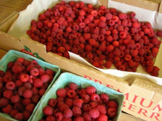 Pick-your-own Raspberries in July