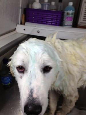 All our customers pets get blueberry facials;)