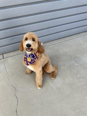 Otto got groomed today and we love it! :)